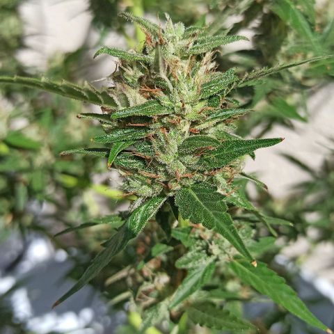 Gorilla Glue Auto growlog photo: BITÁCORA A 2 SEMANAS DE SU COSECHA ✅✅
