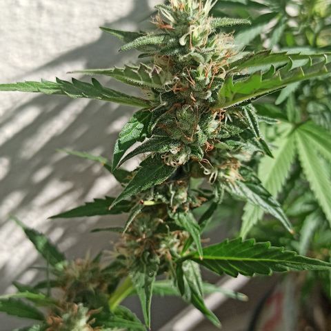 Gorilla Glue Auto growlog photo: BITÁCORA A 2 SEMANAS DE SU COSECHA ✅✅
