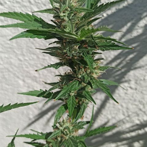 Gorilla Glue Auto growlog photo: BITÁCORA A 2 SEMANAS DE SU COSECHA ✅✅
