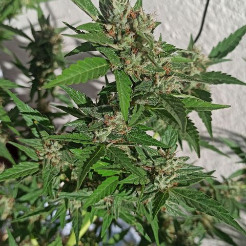 Gorilla Glue Auto growlog photo: BITÁCORA A 2 SEMANAS DE SU COSECHA ✅✅