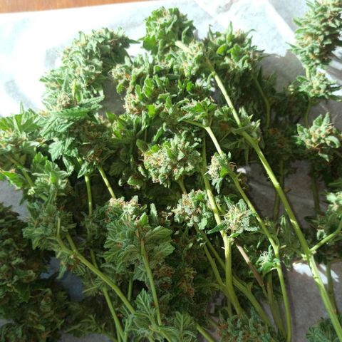 Critical Glue growlog photo: CORTADO✅