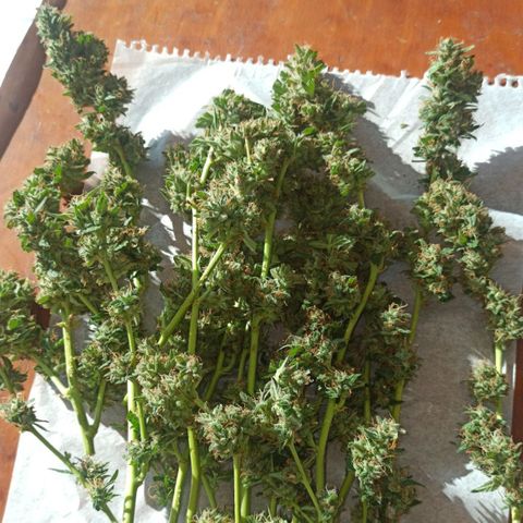 Gorilla Glue Auto growlog photo: CORTADO✅