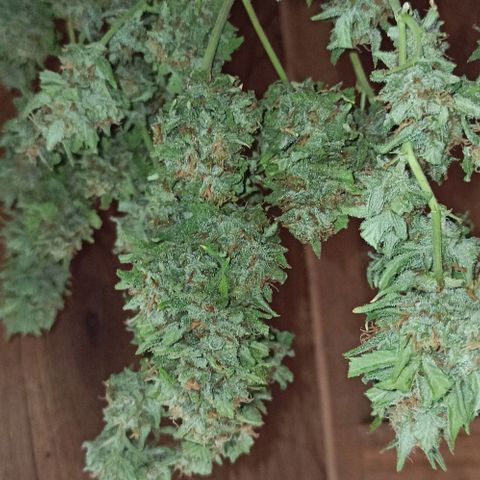 Critical Glue growlog photo: SECADO DIA 2