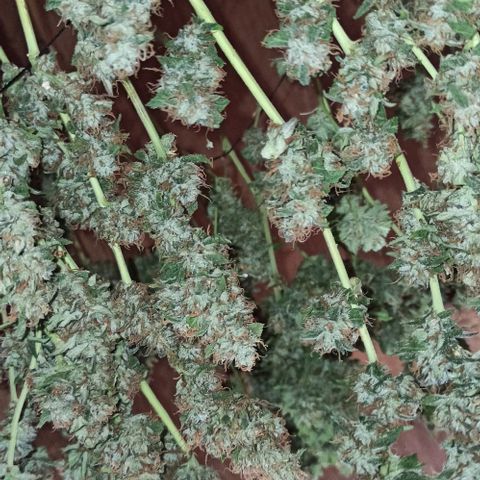 Gorilla Glue Auto growlog photo: SECADO DIA 2