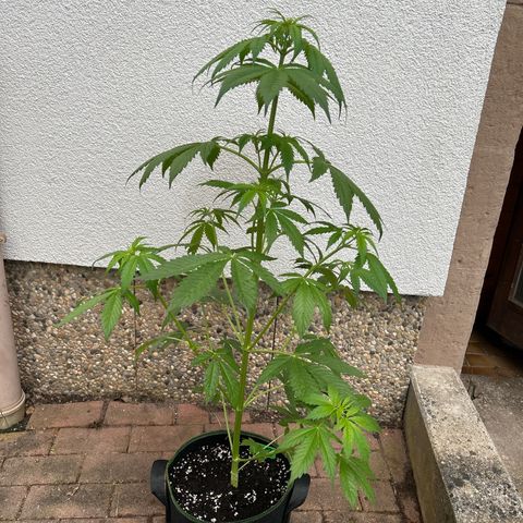 Jack Herer Automatic growlog timeline photo