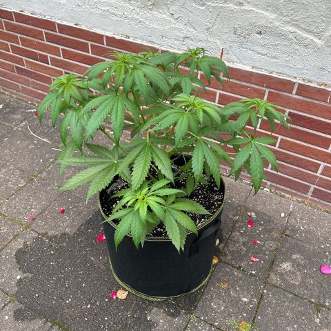 Strawberry Cola Sherbet Fast Version growlog timeline photo