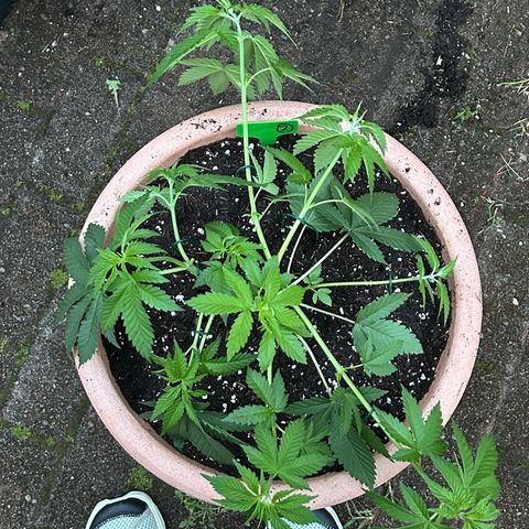 Ayahuasca Purple growlog timeline photo