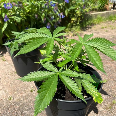 Strawberry Cola Sherbet Fast Version growlog timeline photo