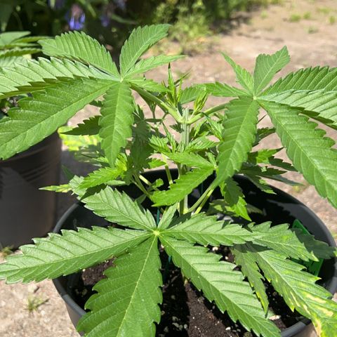 Strawberry Cola Sherbet Fast Version growlog timeline photo