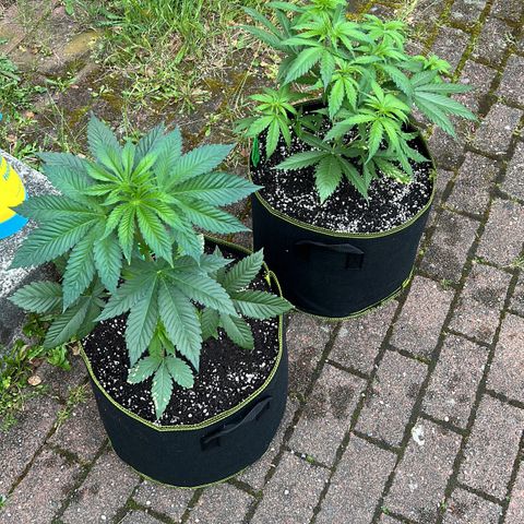 Strawberry Cola Sherbet Fast Version growlog timeline photo