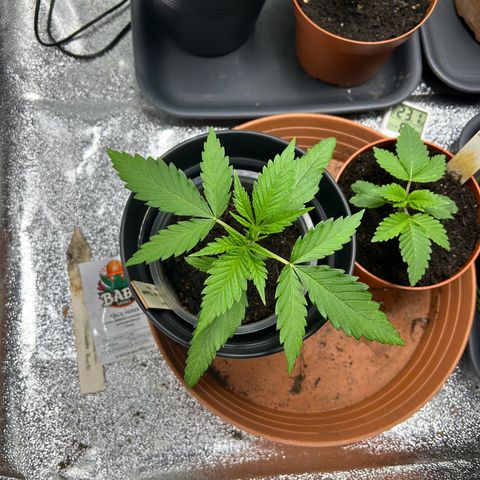 Strawberry Cola Sherbet Fast Version growlog timeline photo