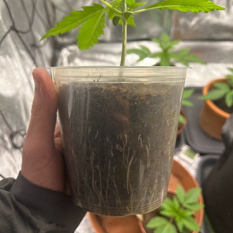 Strawberry Cola Sherbet Fast Version growlog timeline photo