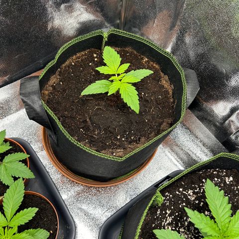 Jack Herer Automatic growlog timeline photo