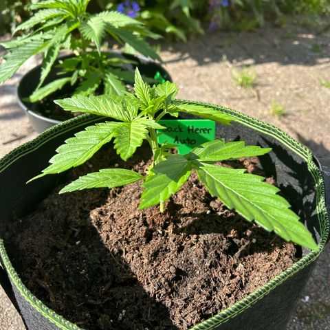 Jack Herer Automatic growlog timeline photo
