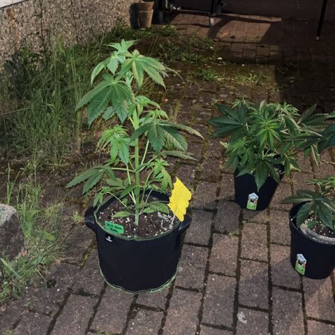Jack Herer Automatic growlog timeline photo