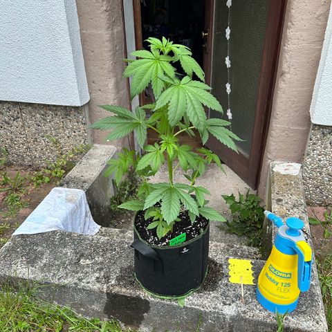 Jack Herer Automatic growlog timeline photo