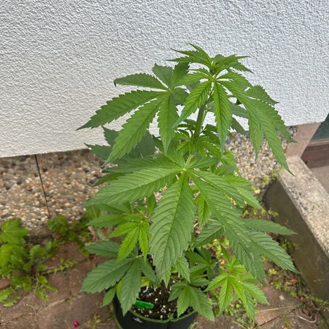 Jack Herer Automatic growlog timeline photo