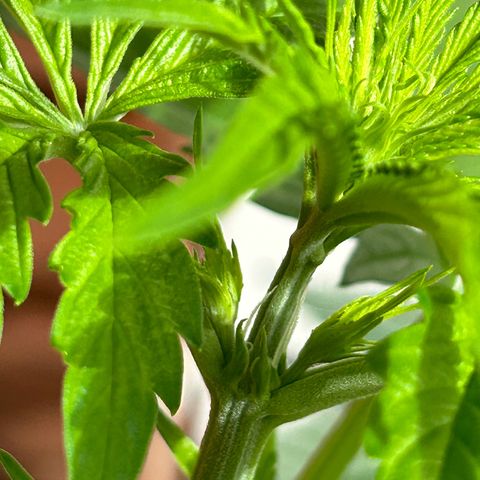 Jack Herer Automatic growlog timeline photo