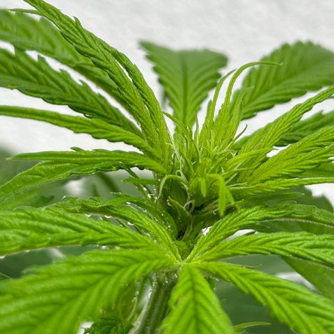 Jack Herer Automatic growlog timeline photo
