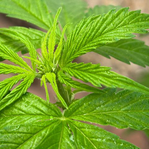 Jack Herer Automatic growlog timeline photo