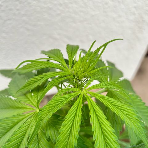 Jack Herer Automatic growlog timeline photo