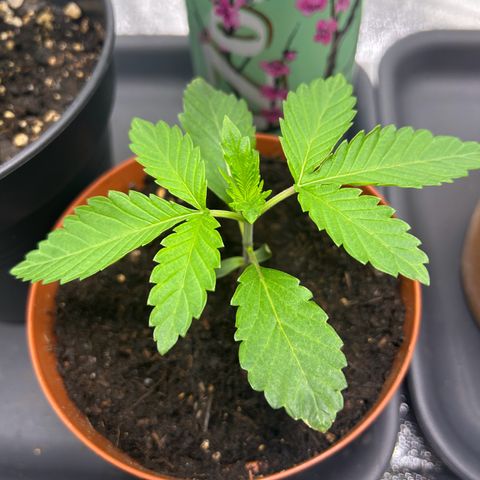 Ayahuasca Purple growlog timeline photo