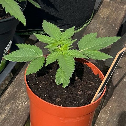 Ayahuasca Purple growlog timeline photo