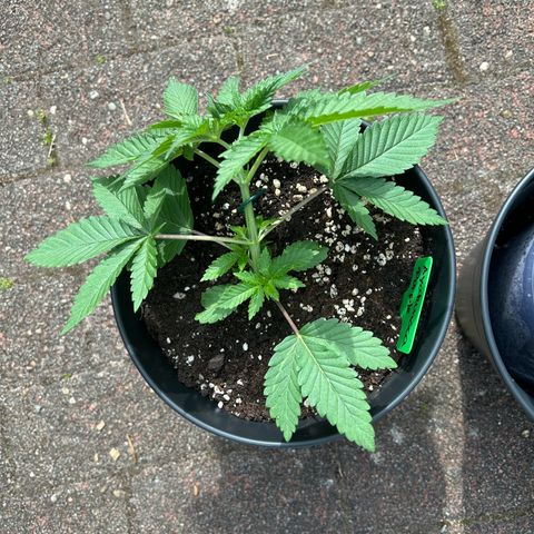 Ayahuasca Purple growlog timeline photo