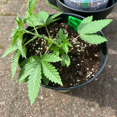 Ayahuasca Purple growlog timeline photo