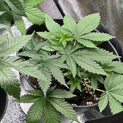 Ayahuasca Purple growlog timeline photo
