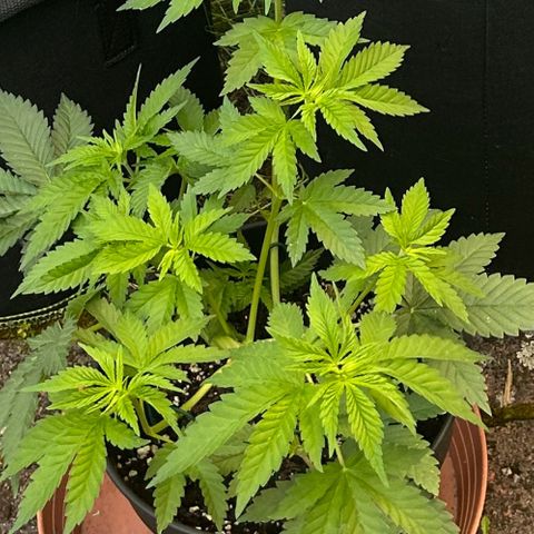 Ayahuasca Purple growlog timeline photo