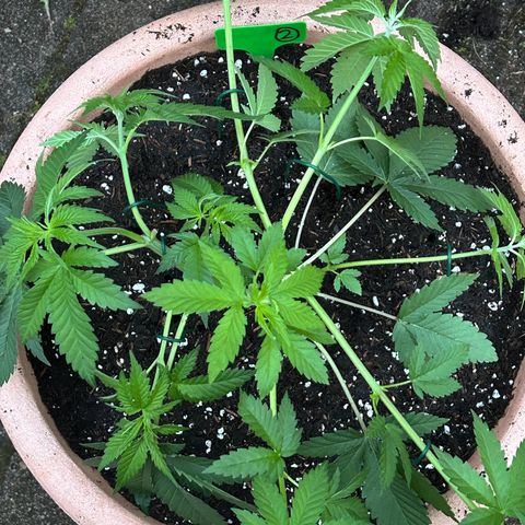 Ayahuasca Purple growlog timeline photo