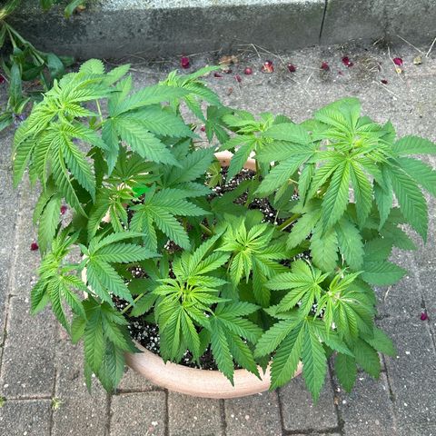 Ayahuasca Purple growlog timeline photo