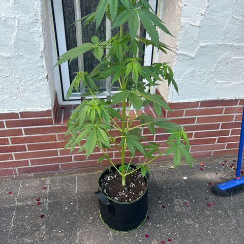 Jack Herer Automatic growlog timeline photo