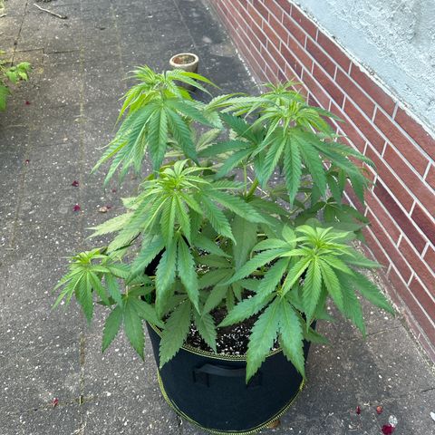 Strawberry Cola Sherbet Fast Version growlog timeline photo