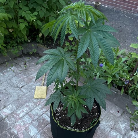 Strawberry Cola Sherbet Fast Version growlog timeline photo