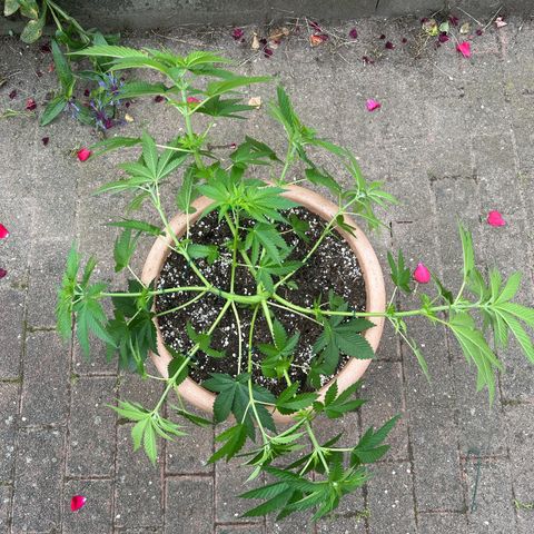 Ayahuasca Purple growlog timeline photo