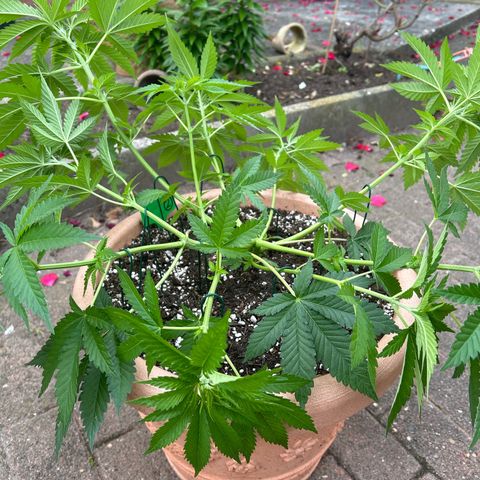 Ayahuasca Purple growlog timeline photo