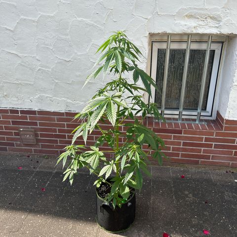 Jack Herer Automatic growlog timeline photo