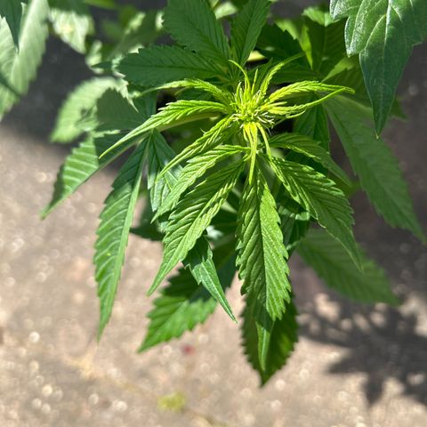 Jack Herer Automatic growlog timeline photo