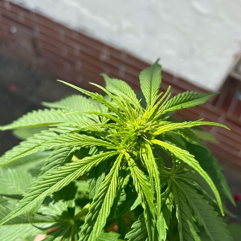 Jack Herer Automatic growlog timeline photo