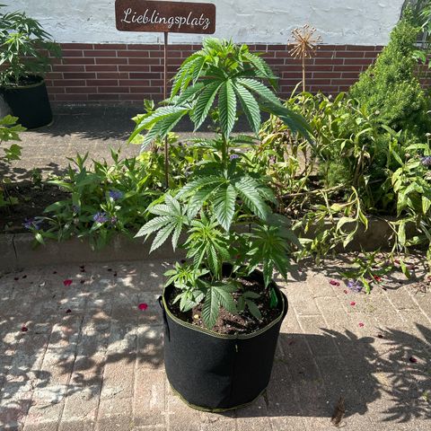 Strawberry Cola Sherbet Fast Version growlog timeline photo