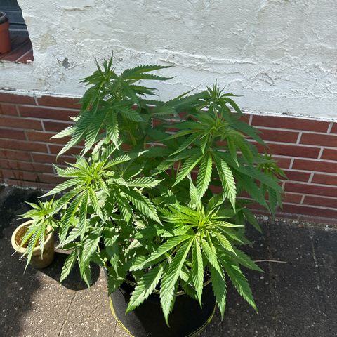 Strawberry Cola Sherbet Fast Version growlog timeline photo