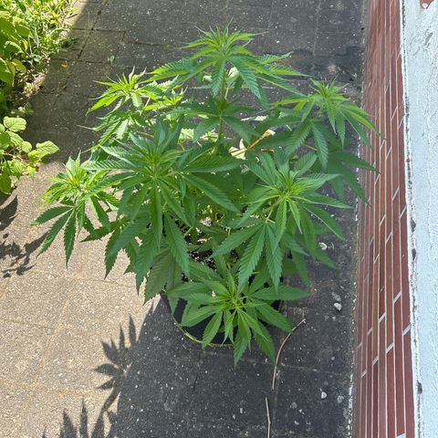 Strawberry Cola Sherbet Fast Version growlog timeline photo