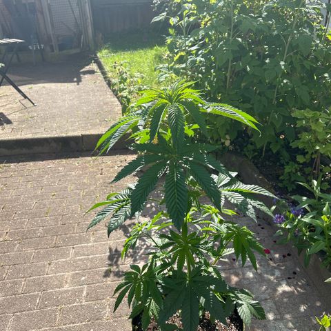 Strawberry Cola Sherbet Fast Version growlog timeline photo