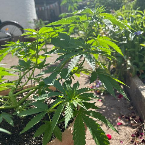 Ayahuasca Purple growlog timeline photo