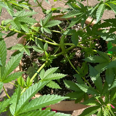 Ayahuasca Purple growlog timeline photo