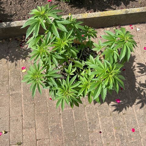Ayahuasca Purple growlog timeline photo