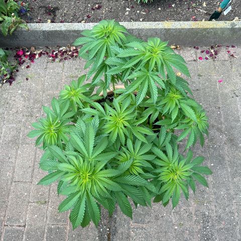 Ayahuasca Purple growlog timeline photo