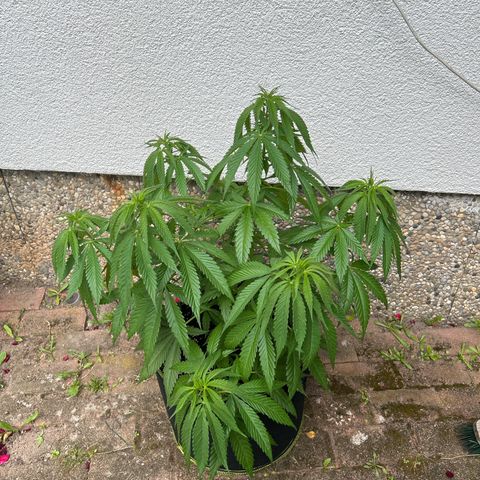 Strawberry Cola Sherbet Fast Version growlog timeline photo